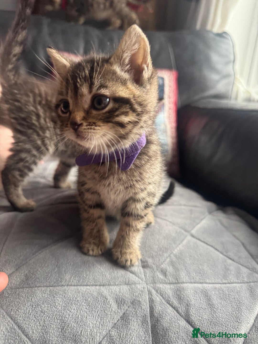 Mixed Breed cats for sale: Kittens needing loving homes  - Advert 26