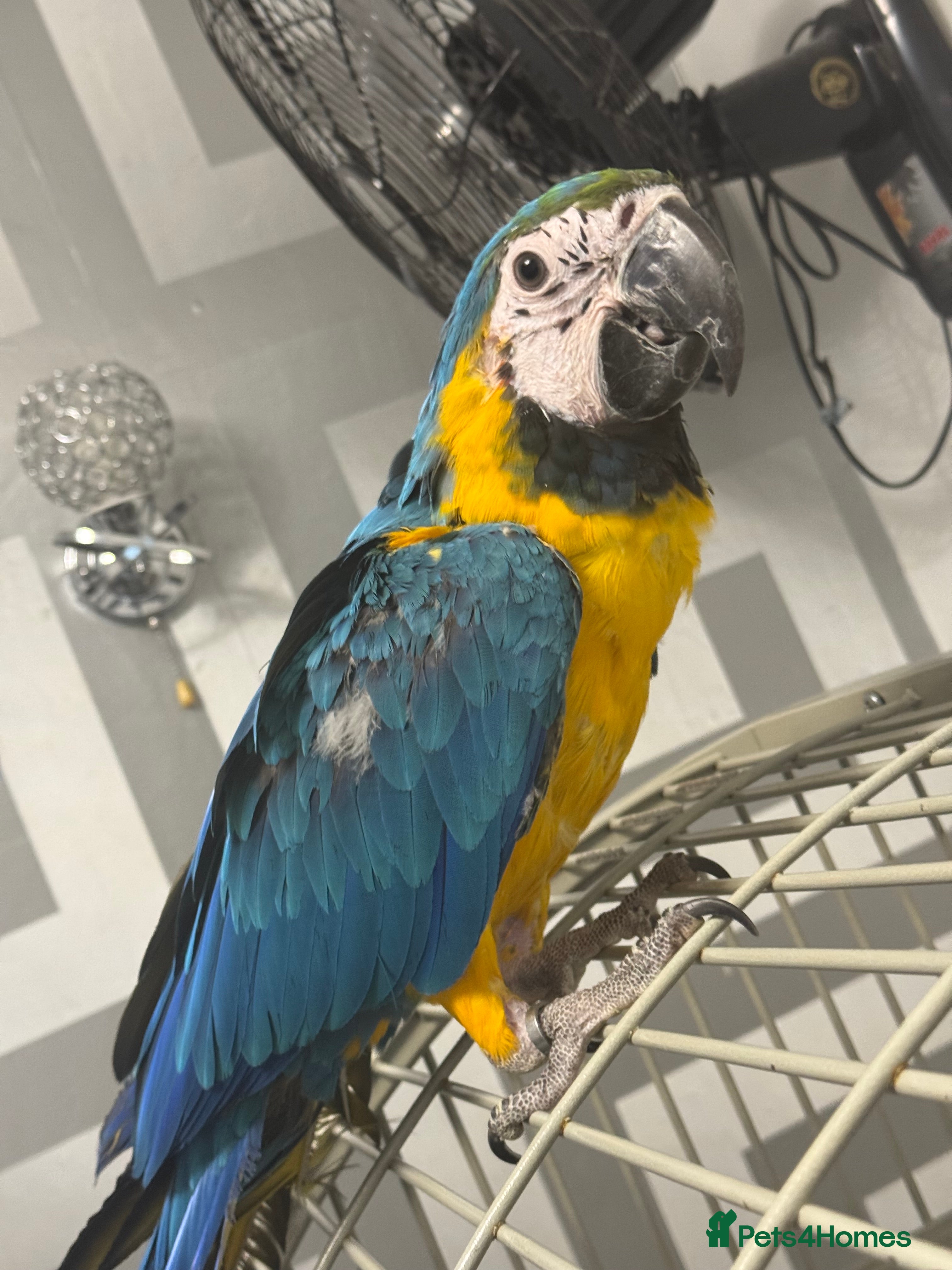 Parrots birds BABY 16 WEEKS OLD BLUE AND GOLD MACAW - Advert 16