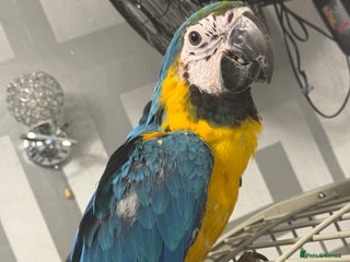 Parrots birds BABY 16 WEEKS OLD BLUE AND GOLD MACAW - Advert 16