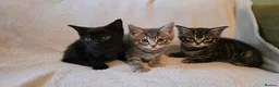 Mixed Breed cats for sale: 3 kittens for sale ready now - Advert 1