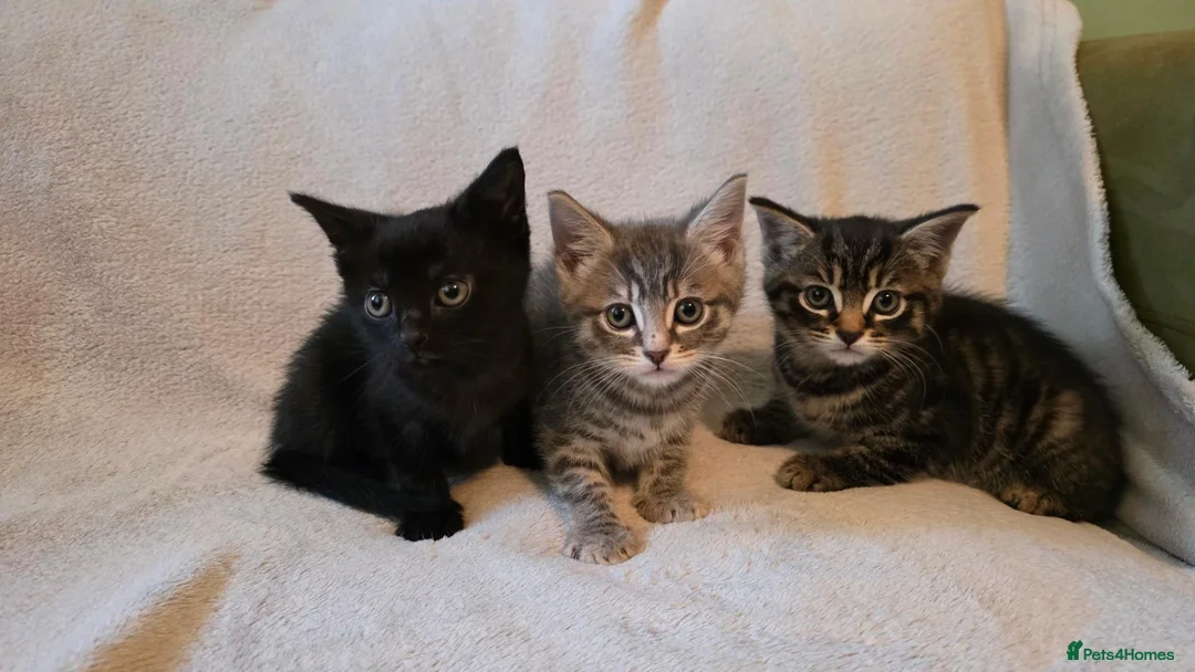 Mixed Breed cats for sale: 3 kittens for sale ready now - Advert 1