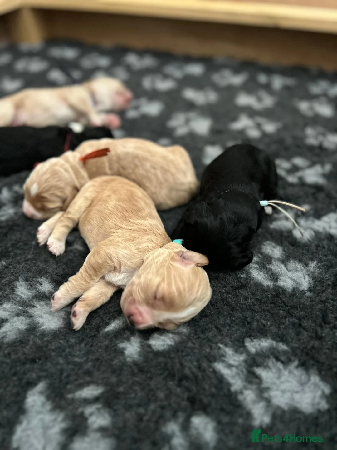 Cocker Spaniel dogs for sale: Beautiful Working Cocker Spaniel Puppies - Advert 1