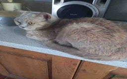 British Shorthair cats for sale: Cream Friendly kitten - Image 2