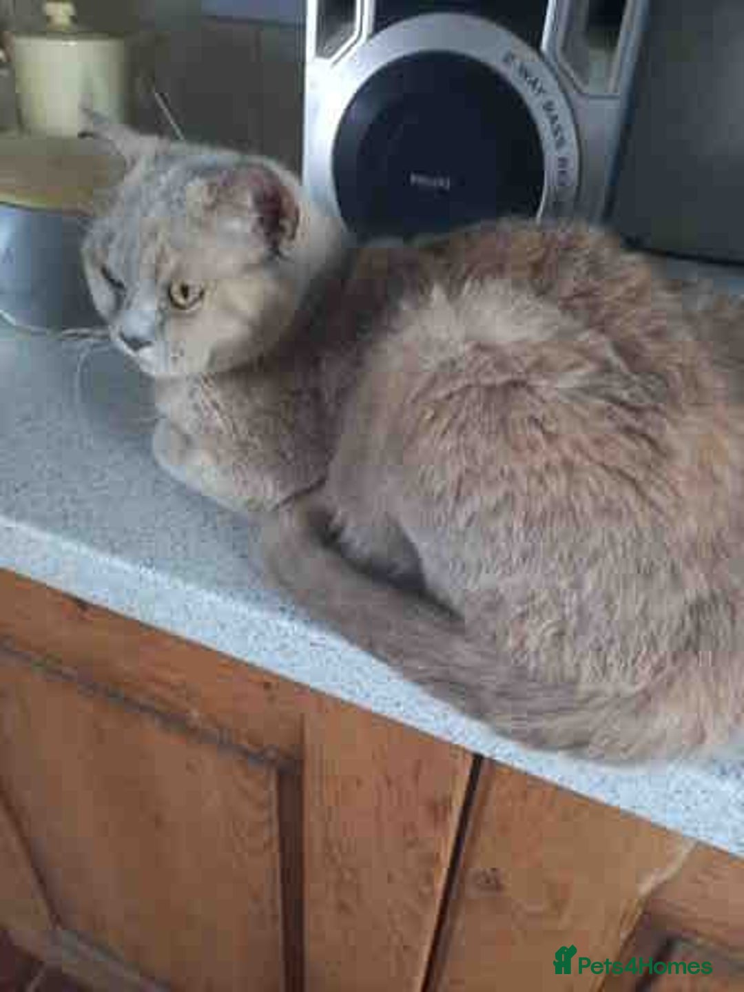 British Shorthair cats for sale: Cream Friendly kitten - Image 2
