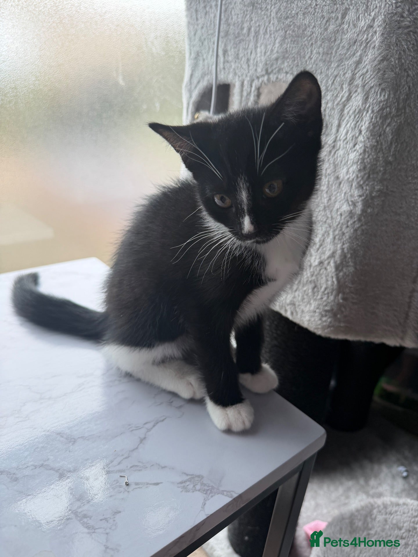 Mixed Breed cats Beautiful kittens for sale - Advert 10