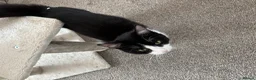 Mixed Breed cats for sale: Beautiful kittens for forever homes  in Newark - Advert 3