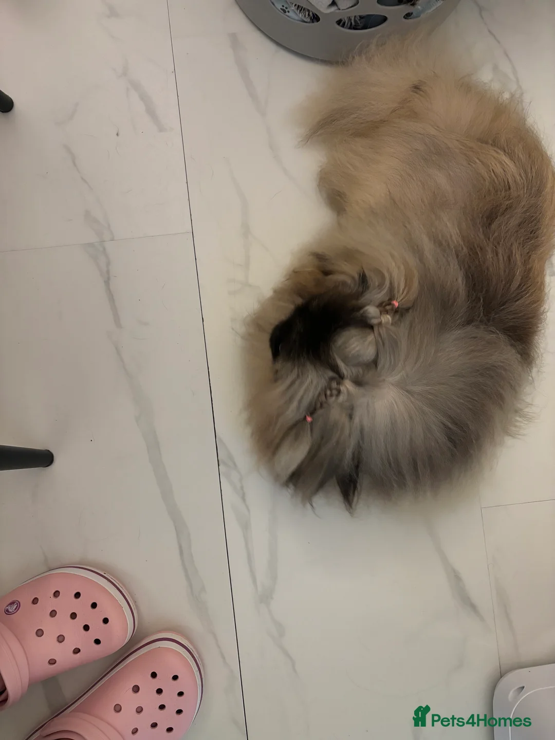 Pekingese dogs for sale: Beautiful Pekingese female sisters - Advert 5