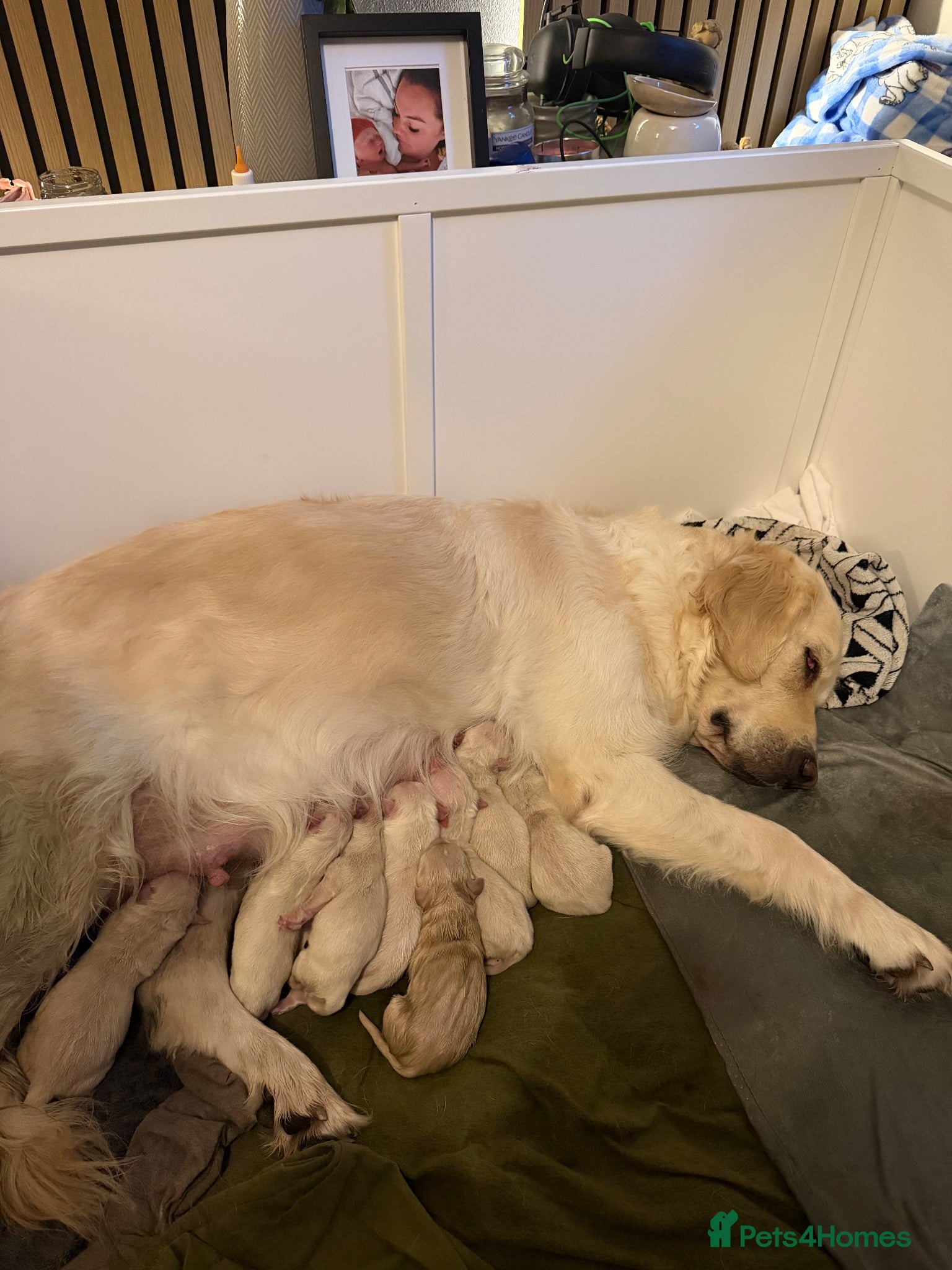 Golden Retriever dogs Hallie’s beautiful golden retriever pups  - Advert 6