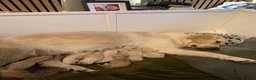 Golden Retriever dogs for sale: Hallie’s beautiful golden retriever pups  - Advert 1