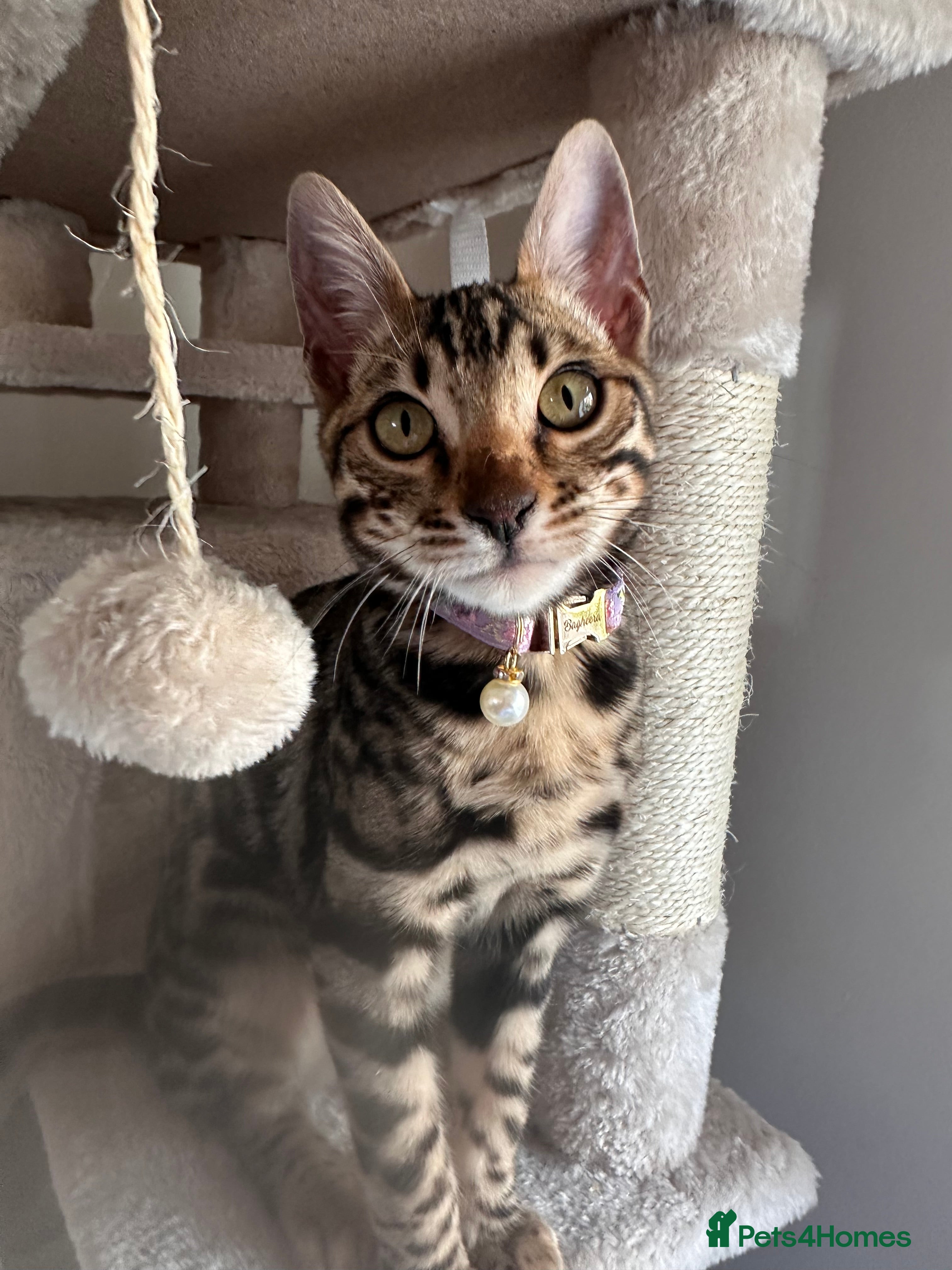 Bengal cats Brown bengal kitten  - Advert 14