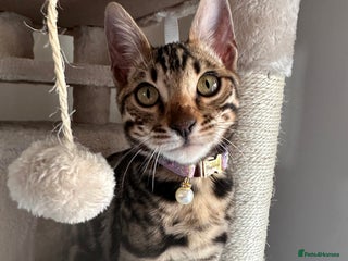 Bengal cats Brown bengal kitten - Advert 5