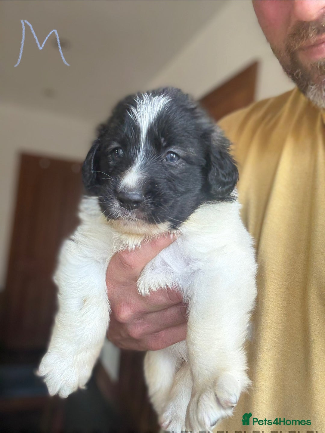 Pyrenean Mastiff dogs for sale: KC registered Pyrenean Mastiffs - Image 17