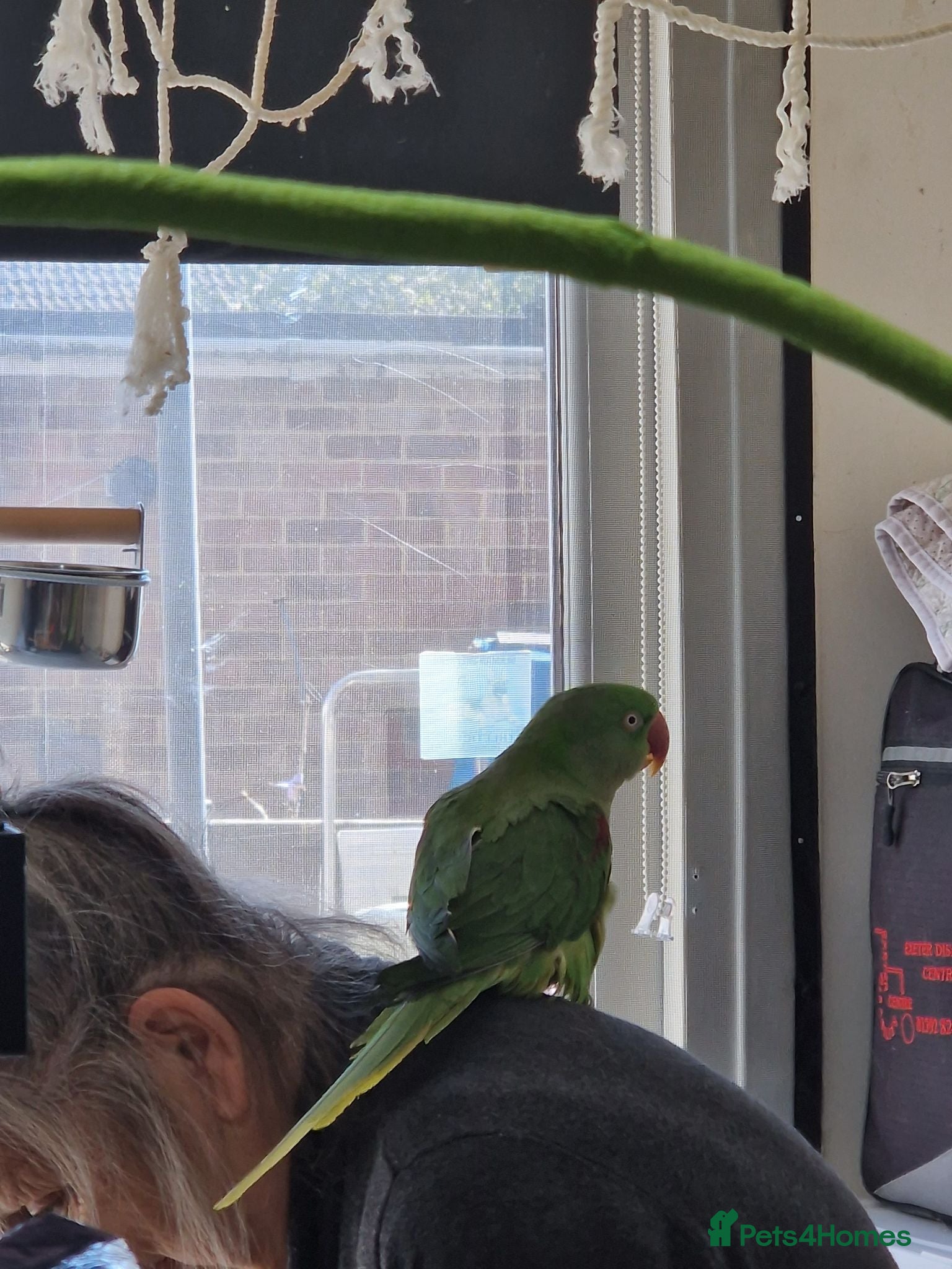 Parrots birds Alexandren - Advert 2
