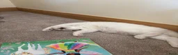 Ragdoll cats for sale: 2 beautiful Ragdoll boys - lilac in Crewe - Advert 4