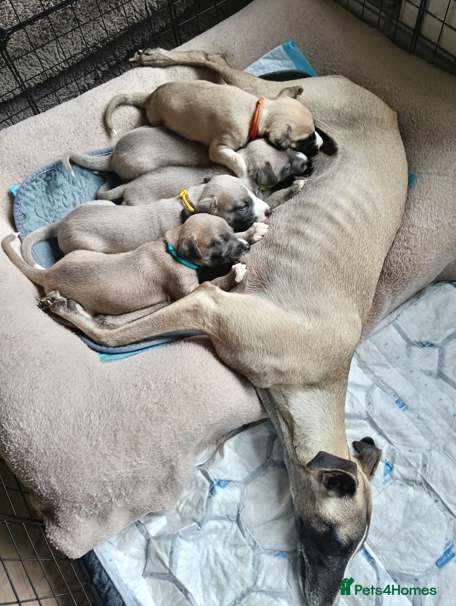 Whippet dogs Stunning KC Whippet Puppies  - Advert 2