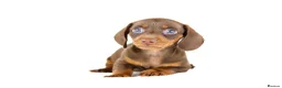 Miniature Dachshund dogs for sale: Kc reg miniature dachshunds  - Advert 7