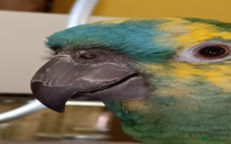 Parrots birds for sale: Jessie - Image 5