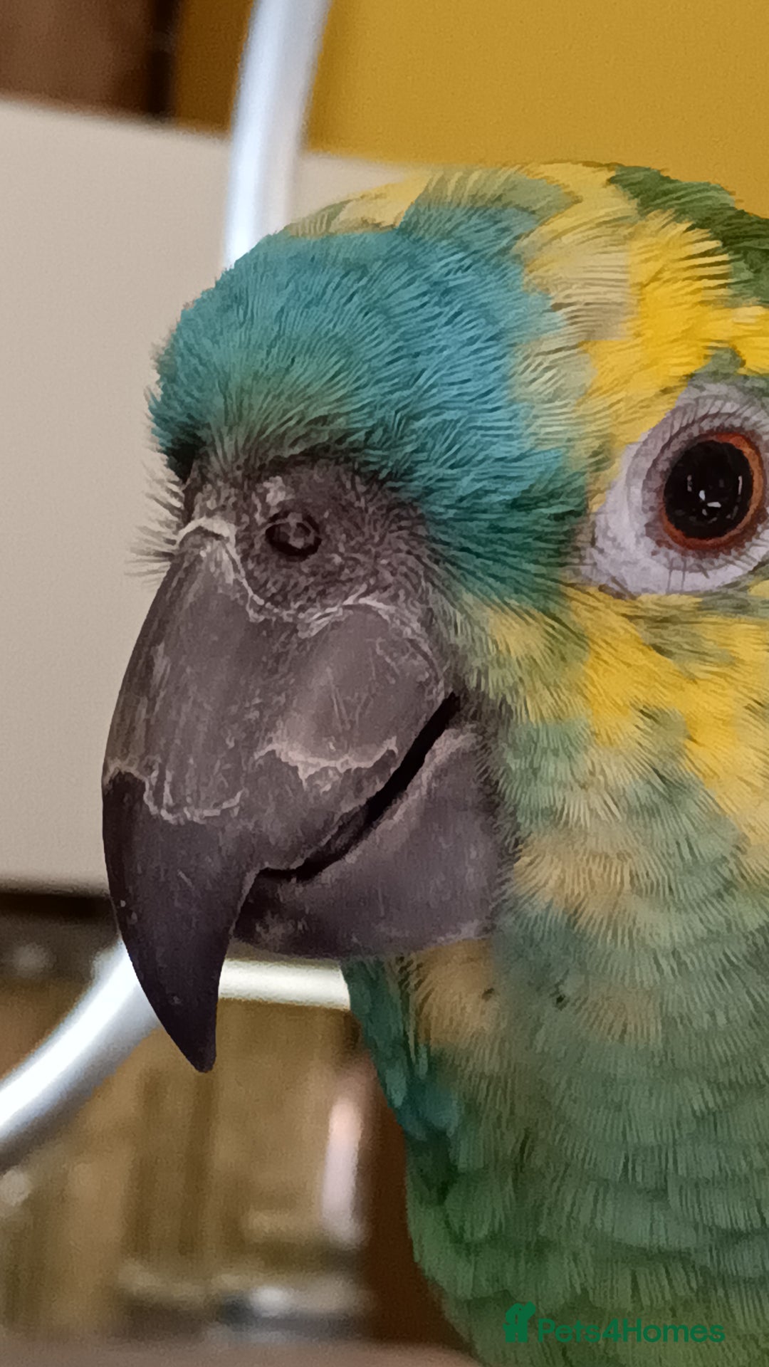 Parrots birds for sale: Jessie - Image 5