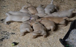 Golden Retriever dogs for sale: KC GOLDEN RETRIEVER PUPPIES HEALTH TESTED PARENTS  - Image 27