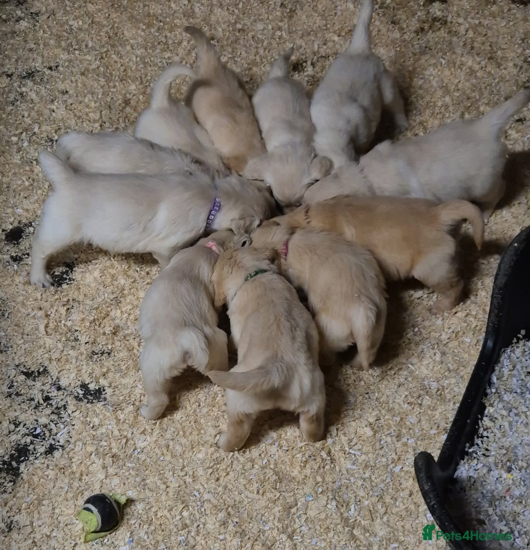Golden Retriever dogs for sale: KC GOLDEN RETRIEVER PUPPIES HEALTH TESTED PARENTS  - Image 27