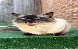 Ragdoll cats for sale: Loving Home Needed for Our Dear Cat, Nina - Image 11