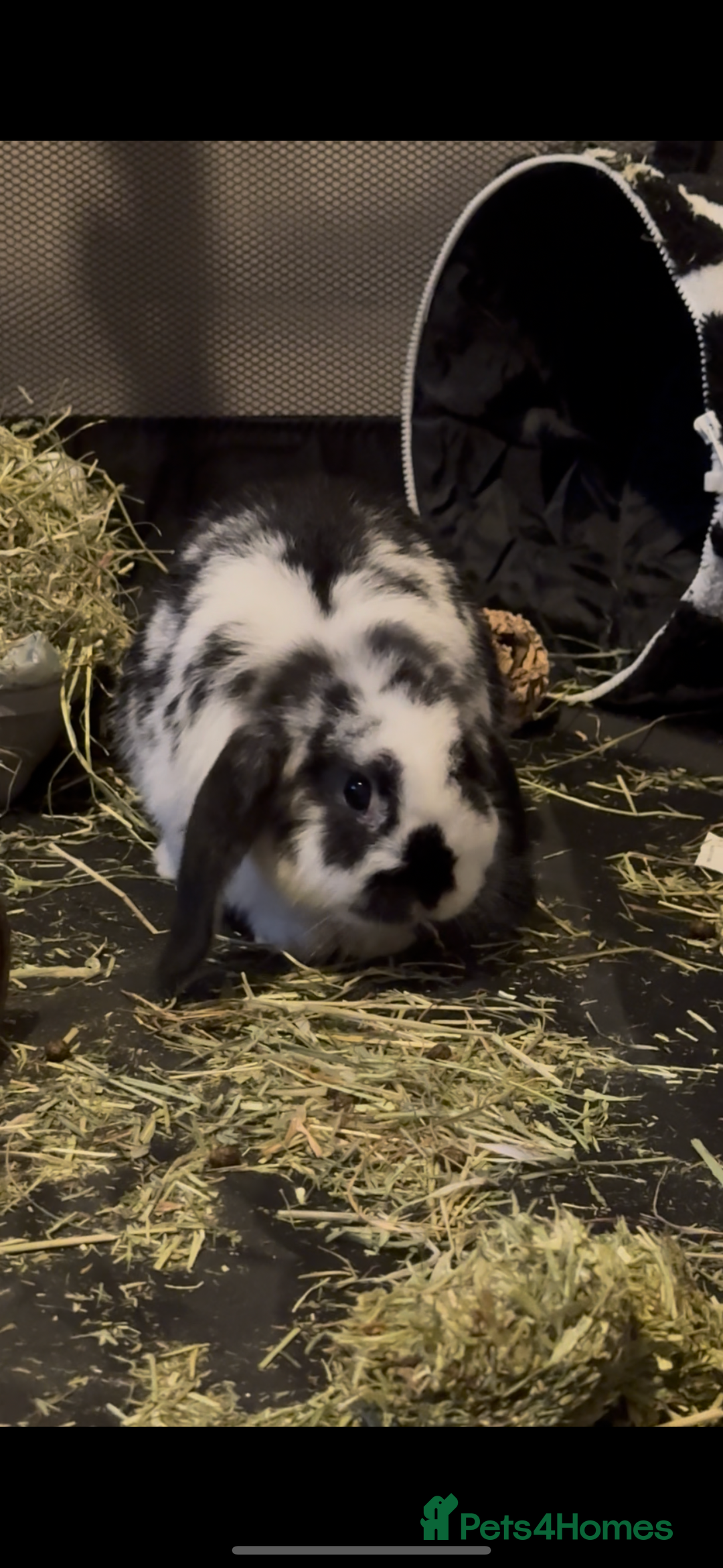 Mini Lop rabbits for sale: Mini lop - Advert 2