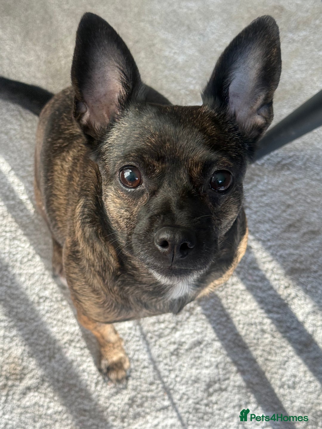 Mixed Breed dogs for sale: Small loving dog looking for a new home  - Advert 4