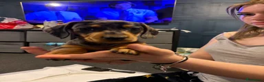 Miniature Dachshund Puppy 4