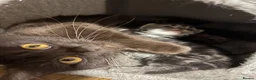 Perdoll cats for sale: Persian Ragdoll Tabby Kittens  - Advert 10