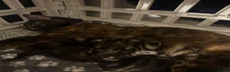 Mixed Breed cats for sale: Kitten  - Advert 12