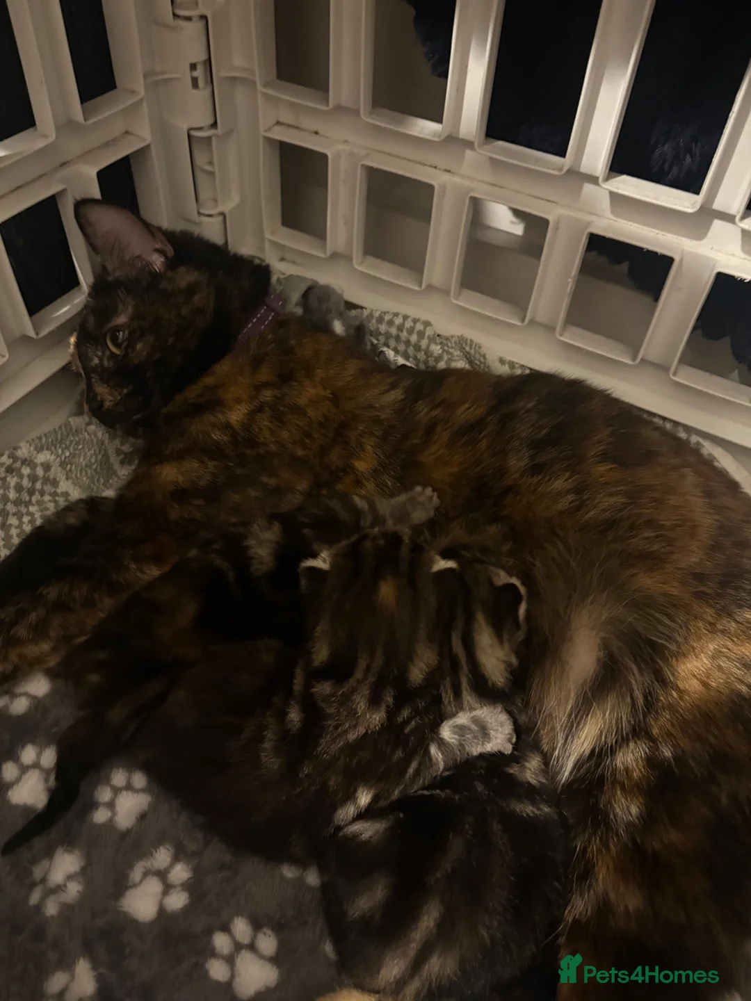 Mixed Breed cats for sale: Kitten  - Advert 12