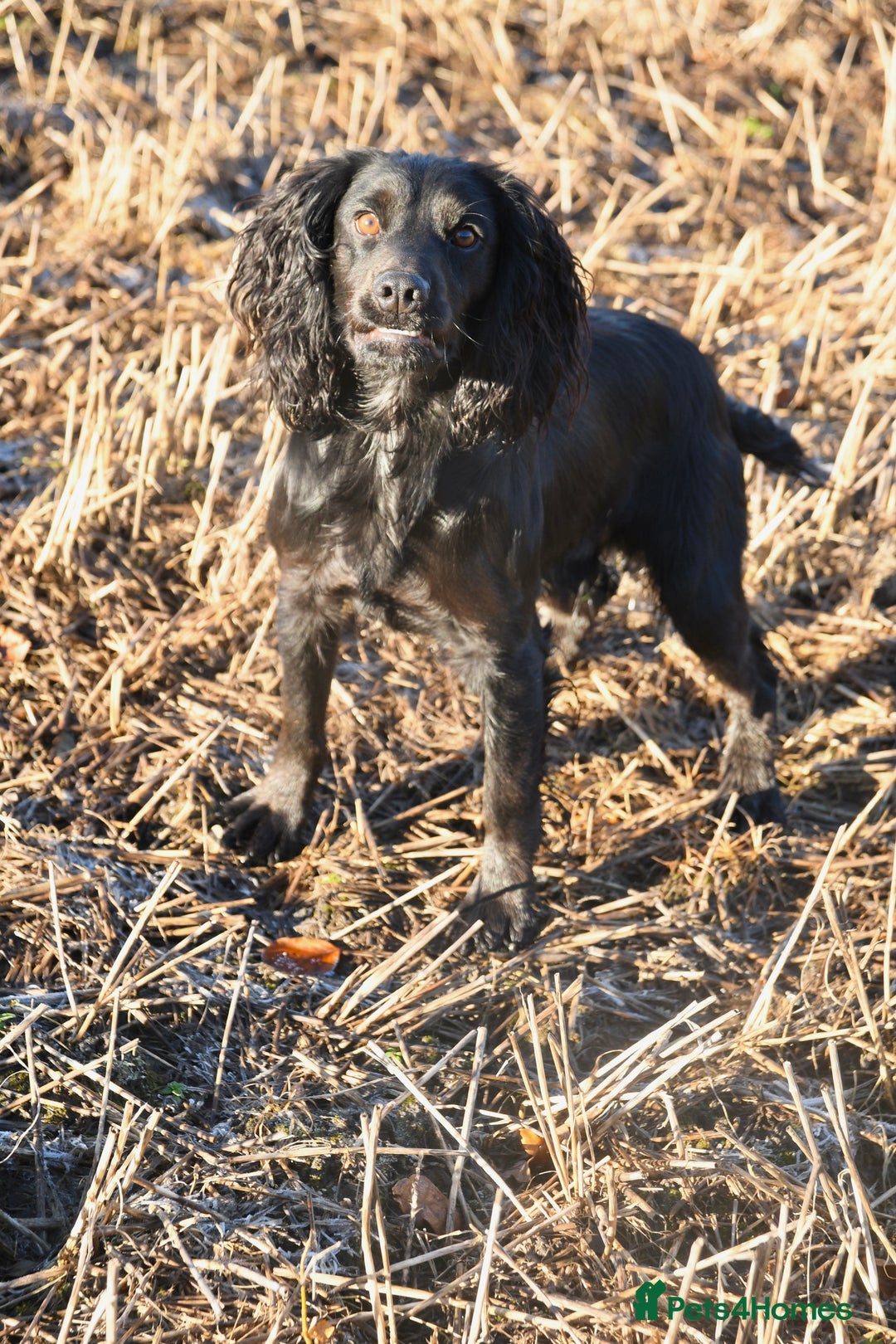 Cocker Spaniel dogs for stud: Proven KC Working cocker spaniel standing at stud in Wigan - Advert 5