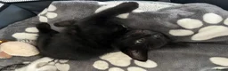 Manx cats for sale: 3 Adorable Kittens Looking for Loving Homes in Birmingham - Advert 4