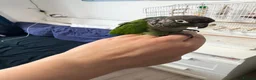 Conures birds for sale: Green cheek conure in Cardiff - Advert 7