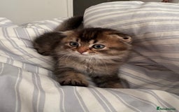 British Shorthair cats for sale: British short hair and Scottish fold  - Image 11