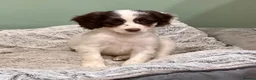 Sproodle dogs for sale: Sproodle Puppies from experienced, licensed breedr - Advert 8