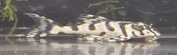Plecos fish for sale: L236 SUPER WHITES & YELLOW HYPANCISTRUS PLECOS in Oldham - Advert 4