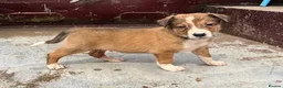 Mixed Breed dogs for sale: Welsh Sheepdog Cross Puppies - Advert 11