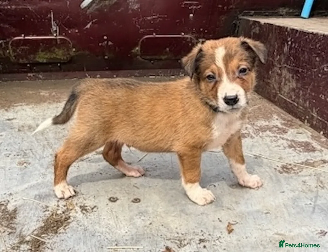 Mixed Breed dogs for sale: Welsh Sheepdog Cross Puppies - Advert 11