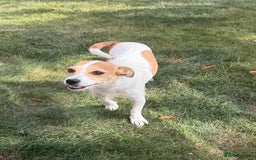 Mixed Breed dogs for sale: Chihuahua Cross Jack Russell 2 Girls  - Image 3