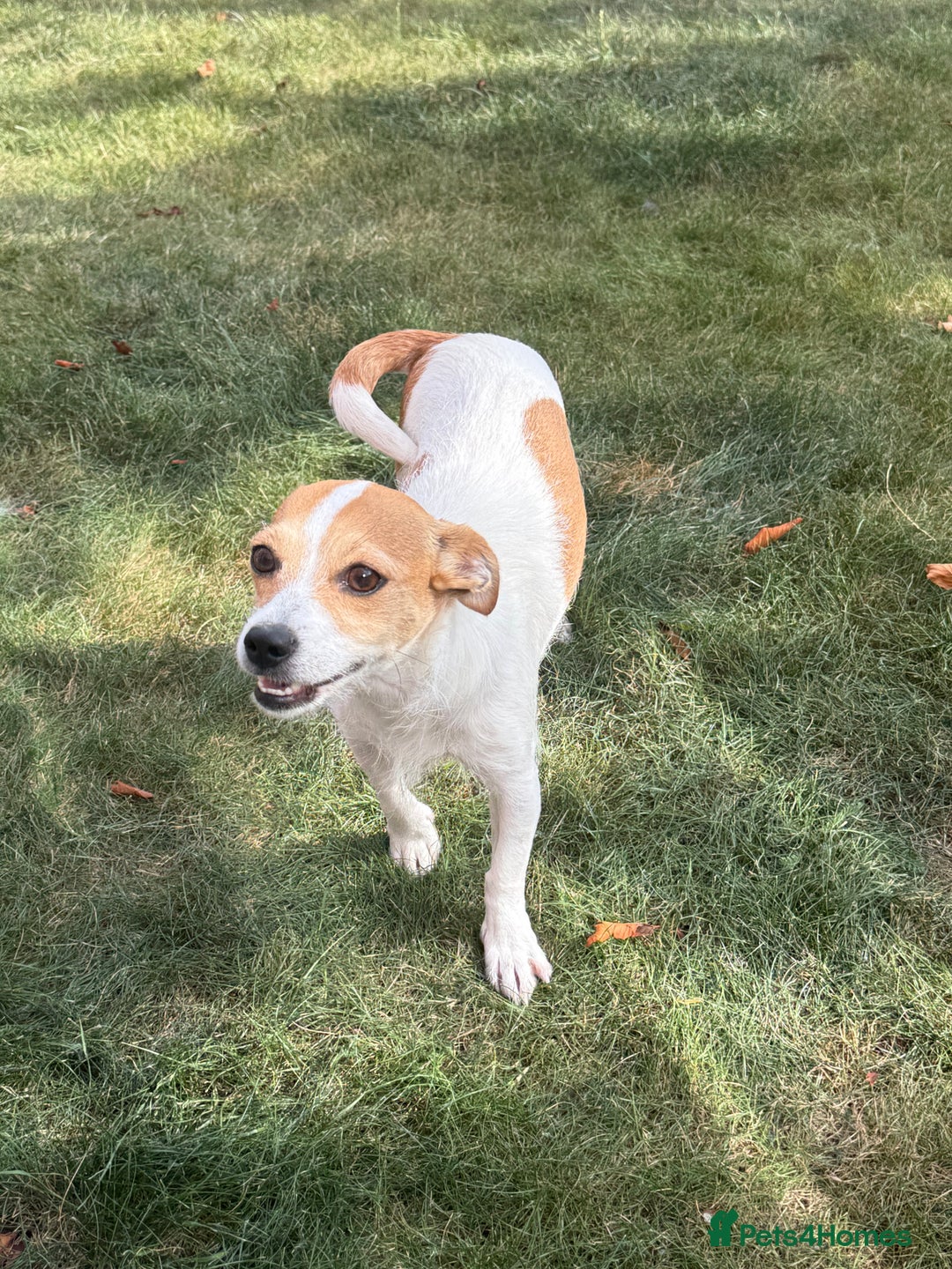 Mixed Breed dogs for sale: Chihuahua Cross Jack Russell 2 Girls  - Image 3