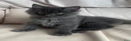 Mixed Breed cats for sale: Ragdoll cross Bsh kittens ready now  - Advert 14