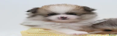 Pomeranian Puppy 1