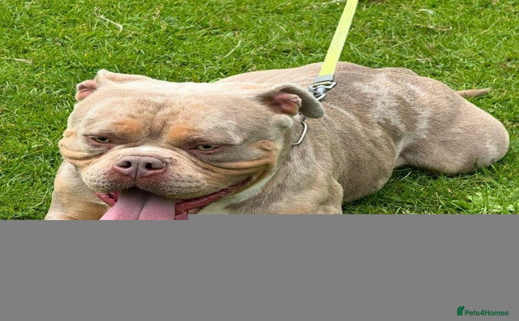 American Bully dogs - Advert 1