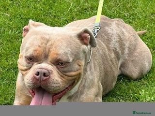 American Bully dogs - Advert 7