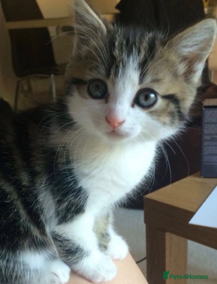 Mixed Breed cats for sale: Cute tabby kitten (8 weeks old) - Advert 12