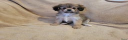 Mixed Breed dogs for sale: Cavalier king charles x pomeranian  - Advert 8