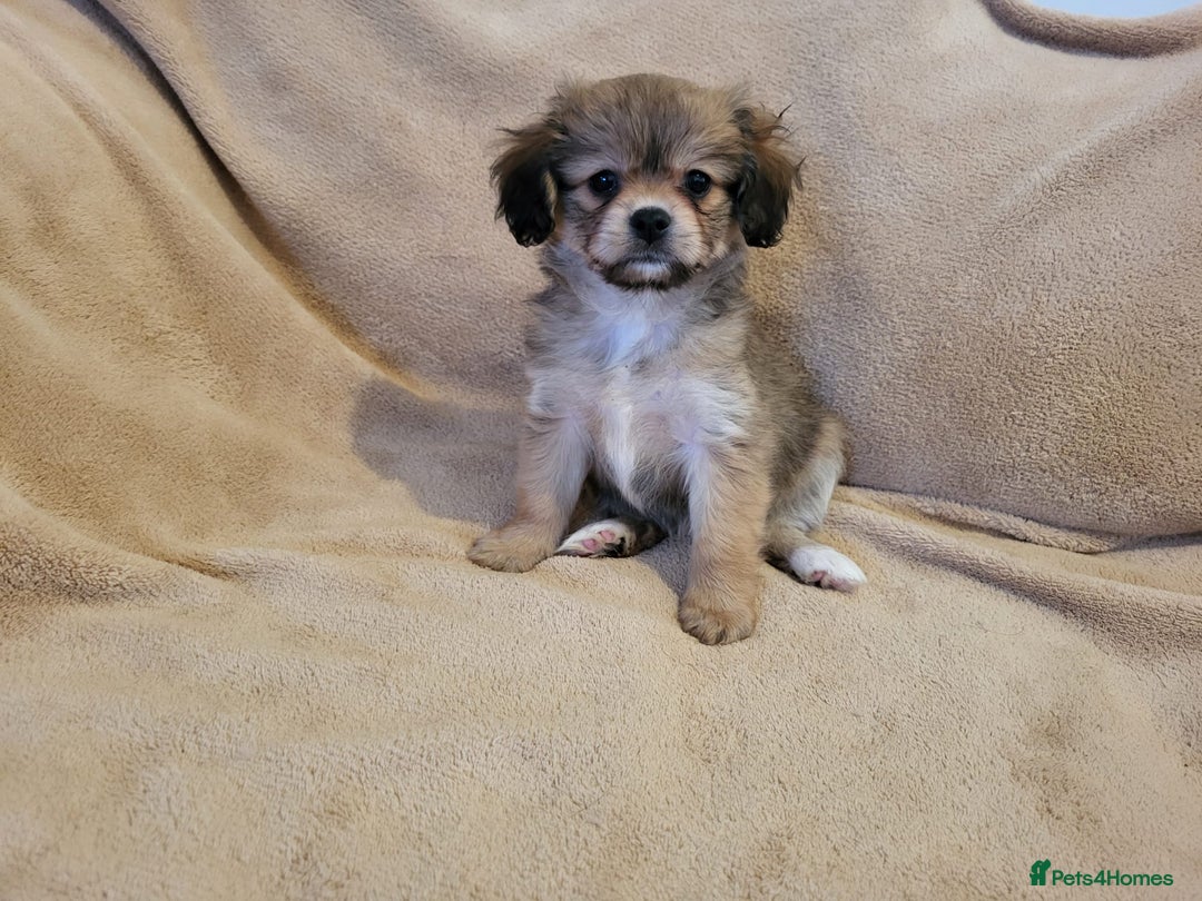 Mixed Breed dogs for sale: Cavalier king charles x pomeranian  - Advert 8