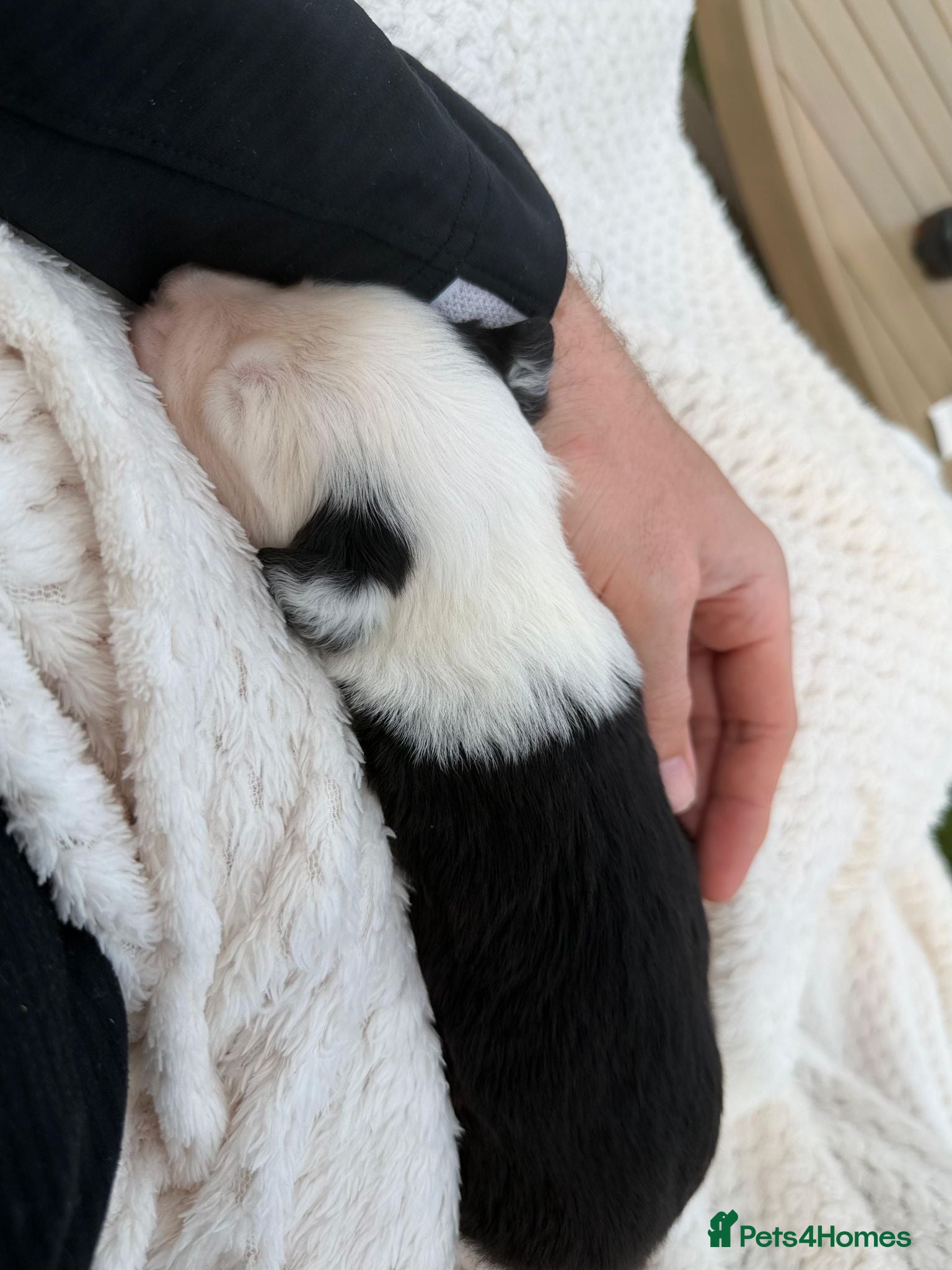 Old English Sheepdog dogs KC Registered Old English Sheepdog puppies - Advert 2