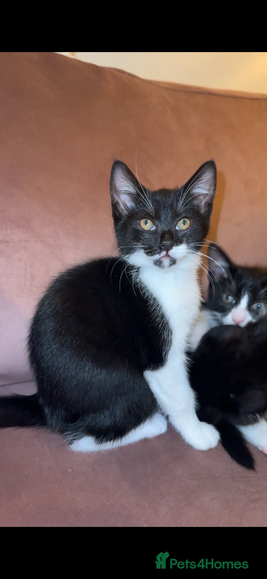 Mixed Breed cats for sale: Tuxedo ghost tabby  - Advert 8